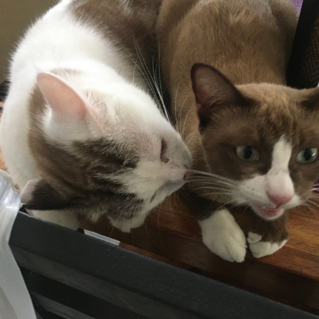 boonpok