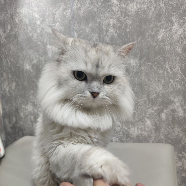 sunlookkat
